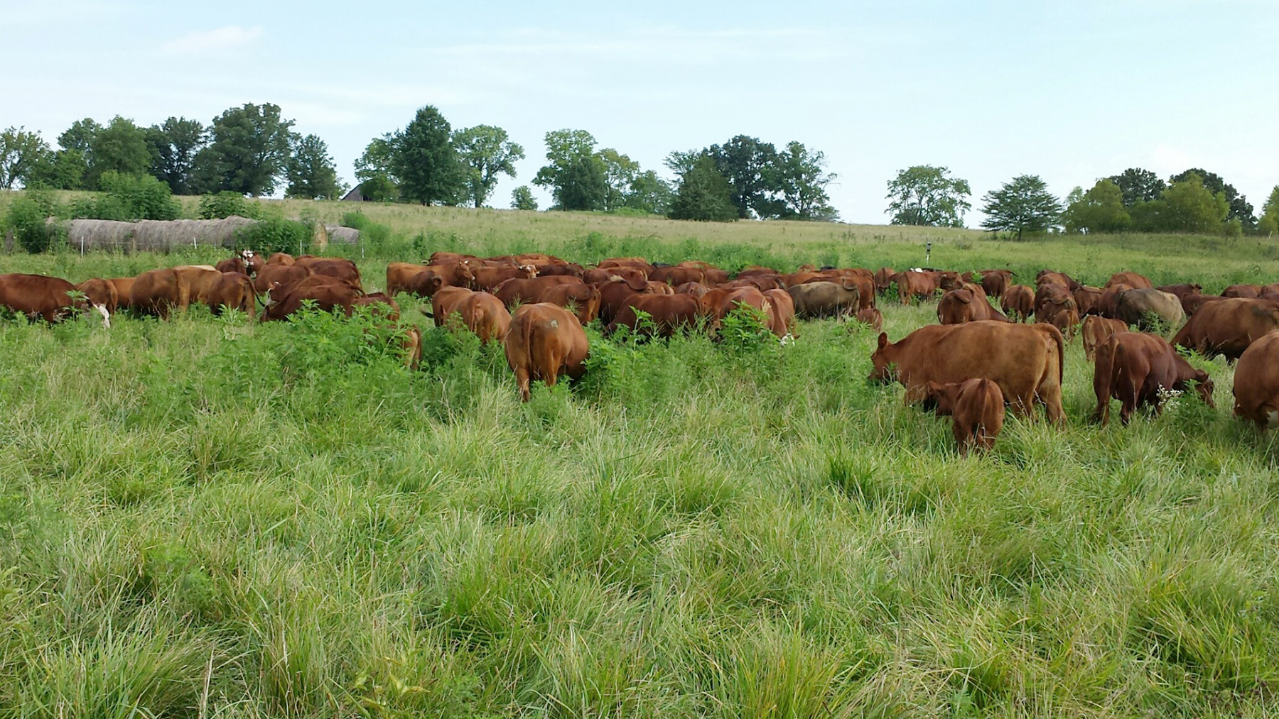 cows in pasture