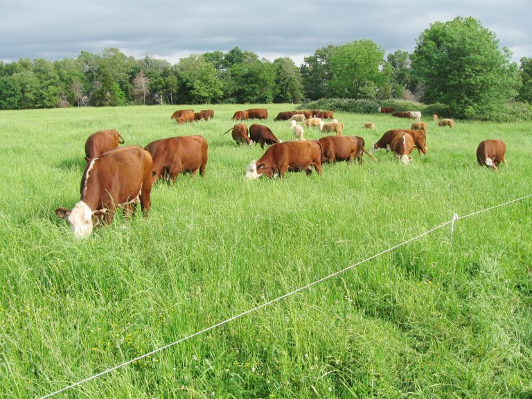 Pasture, Rangeland, and Adaptive Grazing | ATTRA | Sustainable ...