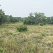 rangeland with grass, forbs, brush and trees