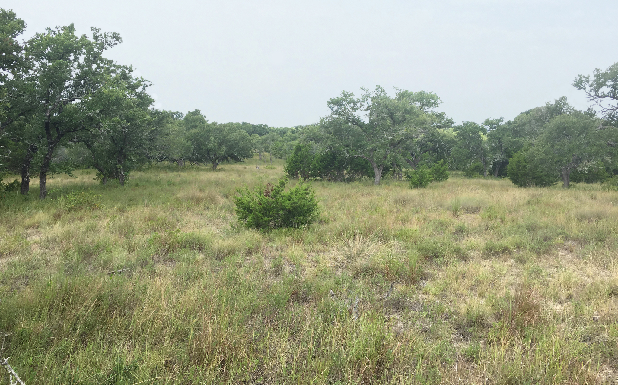 Pasture, Rangeland, and Adaptive Grazing | ATTRA | Sustainable ...