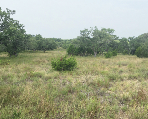 rangeland with grass, forbs, brush and trees
