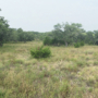 rangeland with grass, forbs, brush and trees
