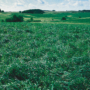 Green grasses and legumes growing on CRP land