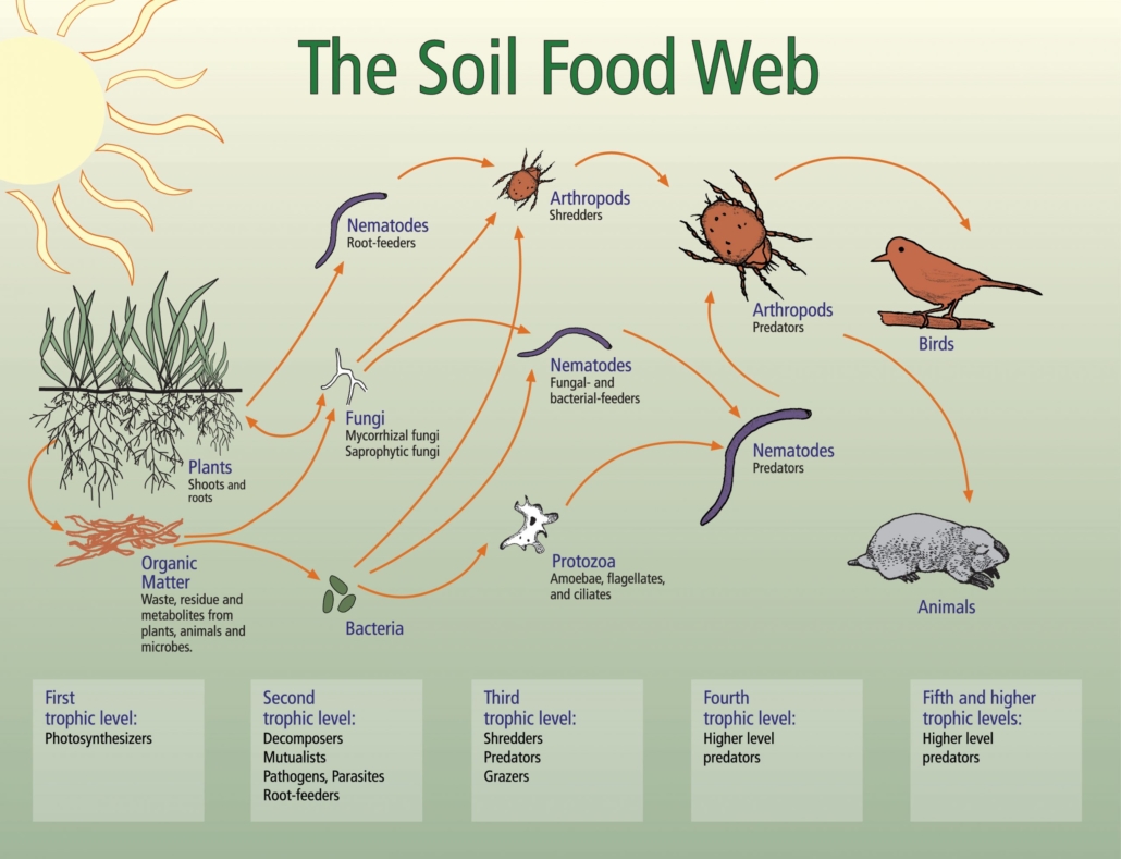 Graphic showing the soil food web