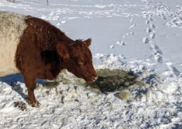 Cow at frozen pond
