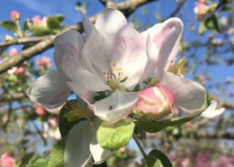 apple blossum