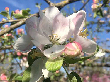 apple blossum