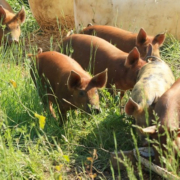 red piglets on grass pasture