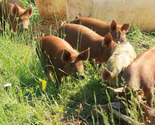 red piglets on grass pasture