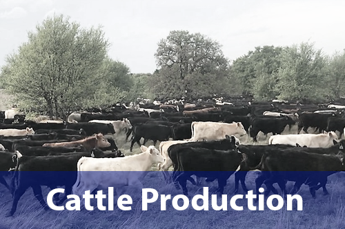 cattle-production