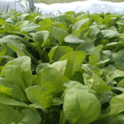 spinach in a high tunnel