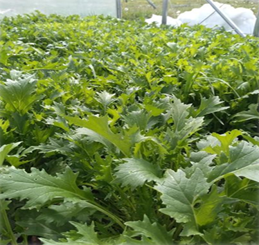 mustard greens growing in a high tunnel