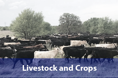 livestock-and-crops