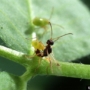 parasitic wasp and aphid on leaf