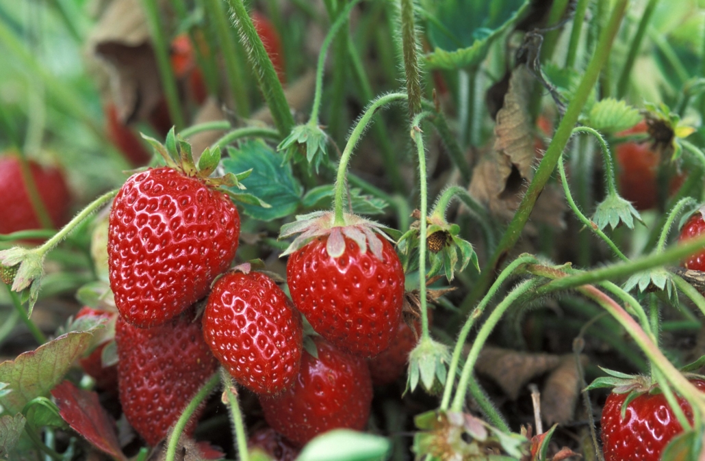 Adding and removing straw mulch for strawberries