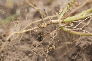 nitrogen fixing nodules in the roots of legumes