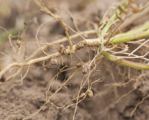 nitrogen fixing nodules in the roots of legumes