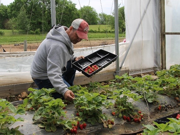 Picking strawberries at Appel Farms