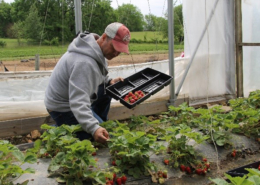 Person crouching down and picking Strawberries at Appel Farms