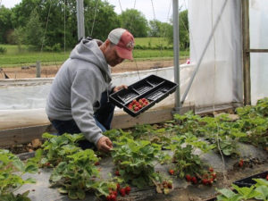 Picking Strawberries at Appel Farms