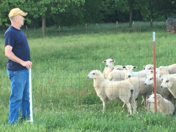 Sheep moving to new pasture