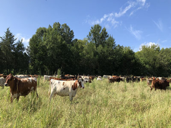 cattle in pasture