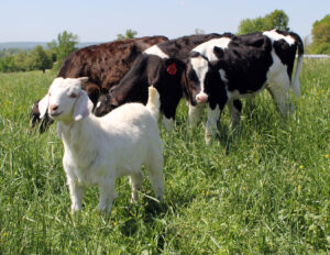 goat and cattle