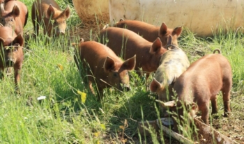 Cerdos en el pasto