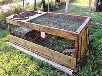 Quail on pasture in a chicken tractor