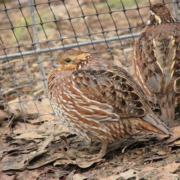 closeup of quail