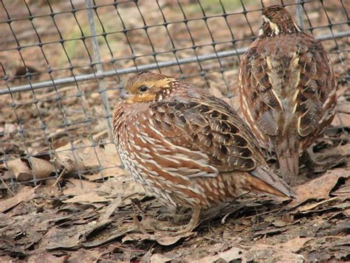 closeup of quail