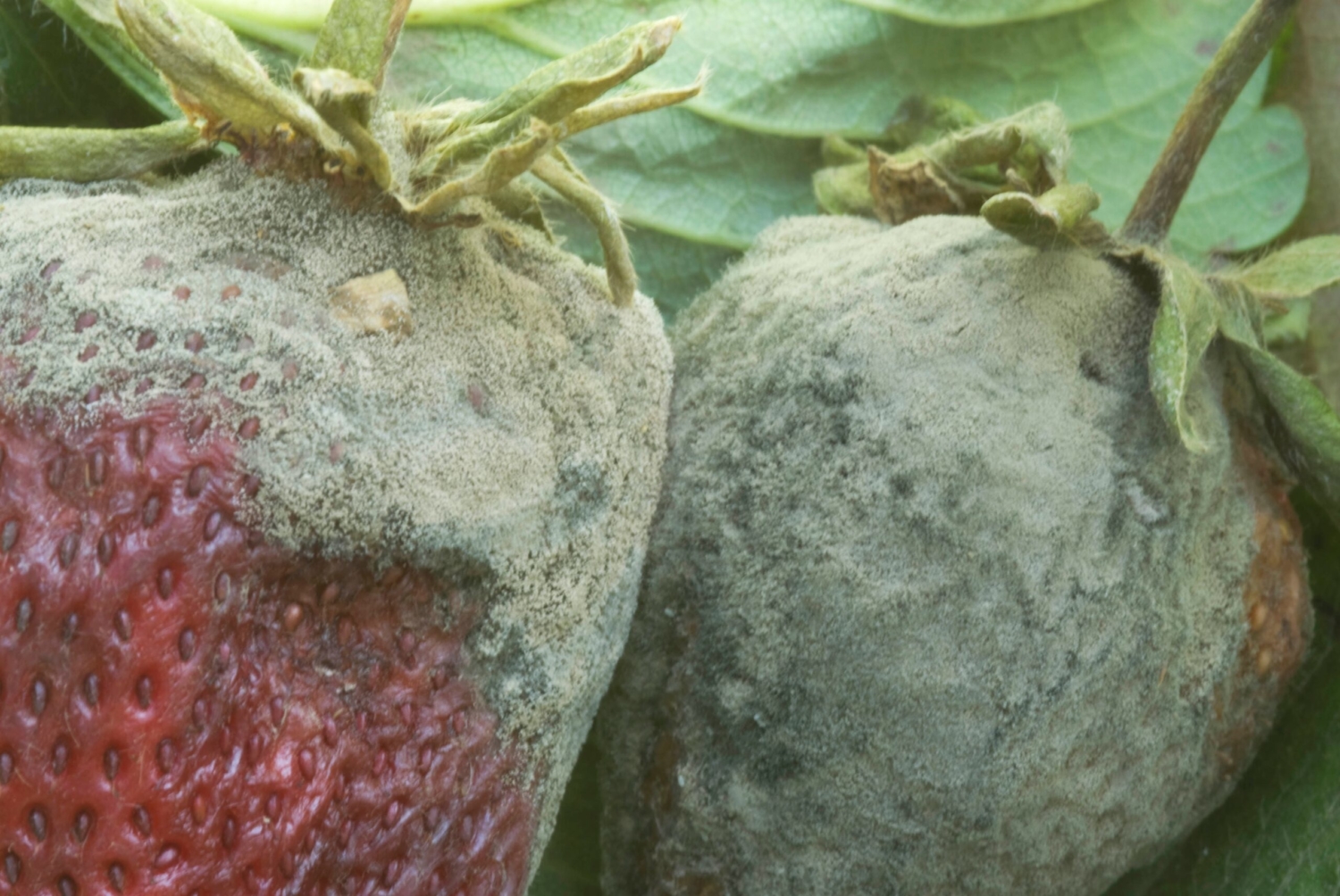 gray mold – ATTRA – Sustainable Agriculture