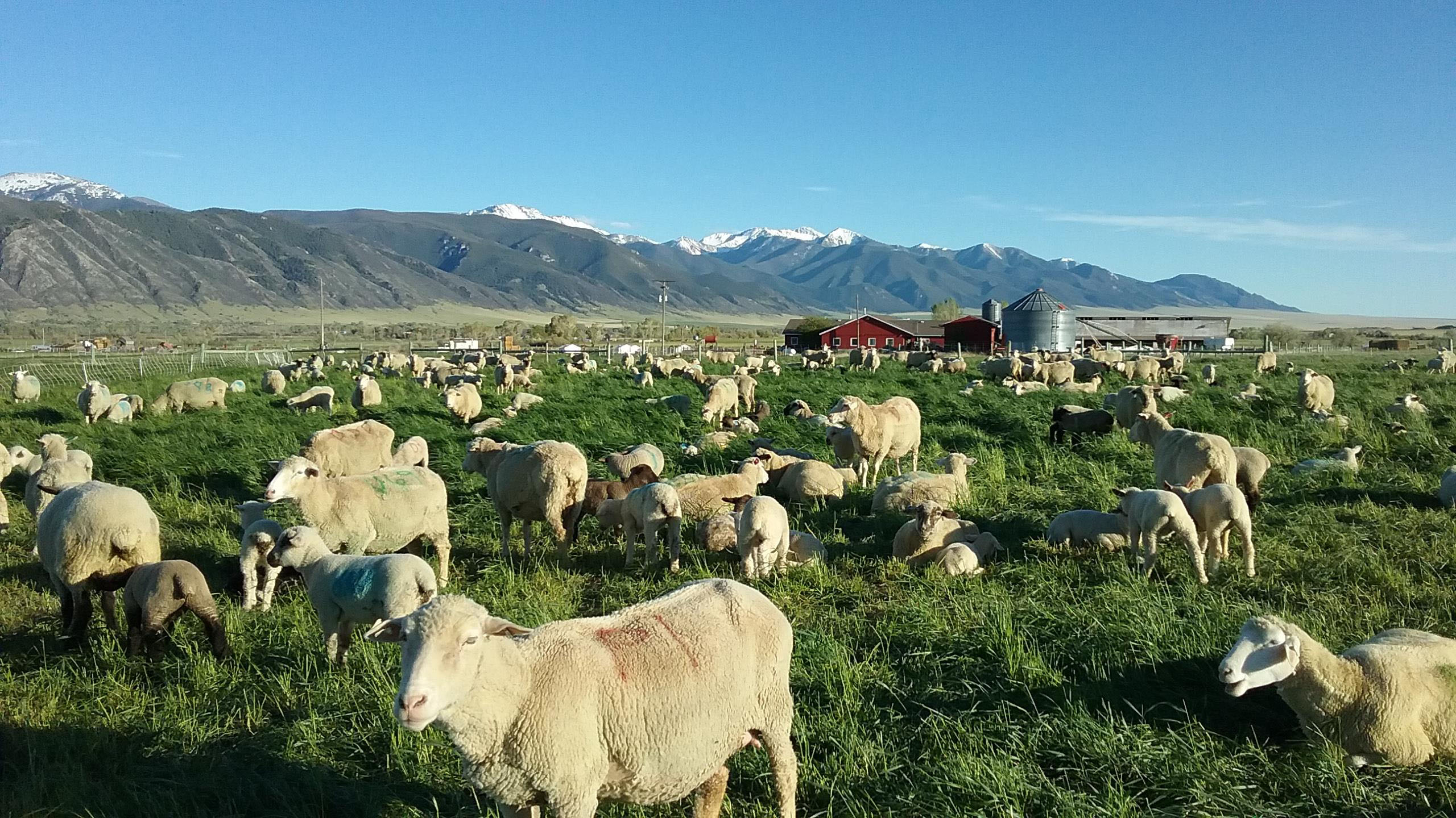 Sheep at Montana Highland Lamb in Whitehall, MT