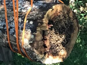 Suspended bee log
