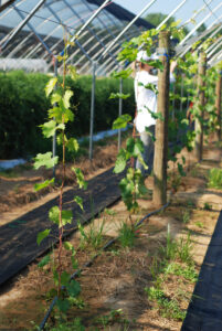 Young grape vines in high tunnel