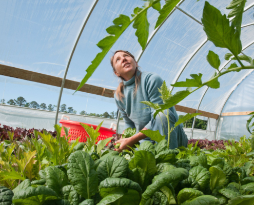 Amy's Organic Garden owner Amy Hicks tends plants in geothermal greenhouse