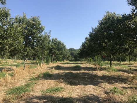 Agroforestry alleycropping system