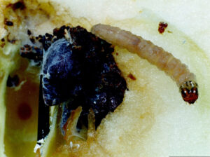 Codling moth larvae and internal damage.