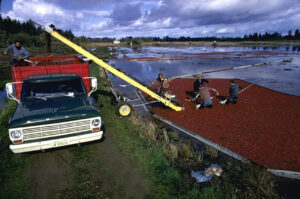 Cranberries loaded on truck for shipment