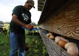 collecting eggs at Burroughs Family Farms
