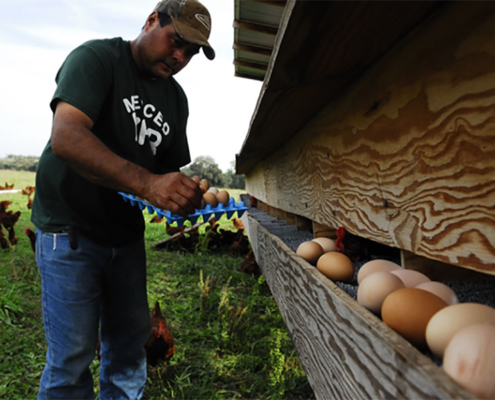 collecting eggs at Burroughs Family Farms