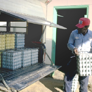 man loading egg crates onto truck