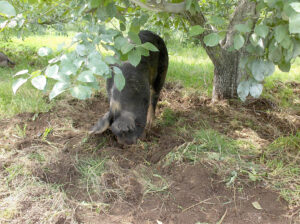 Hogs in orchard.