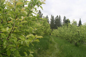 Home Acres Orchard, Stevensville, MT