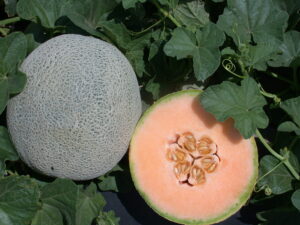 Cut melon, showing inside