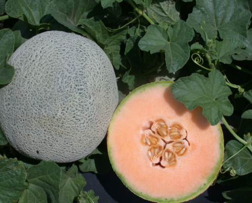 Cut melon, showing inside