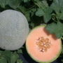 Cut melon, showing inside