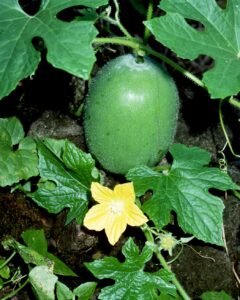 Wintermelons start out hirsute, or fuzzy, such as the one pictured here. 