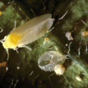 Silverleaf whitefly.