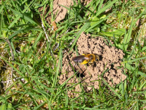 mining bee carrying load of yellow pollen